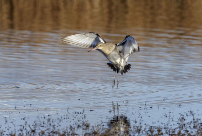 Godwit landing on lake. 