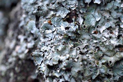 Full frame shot of lichen growing on rock