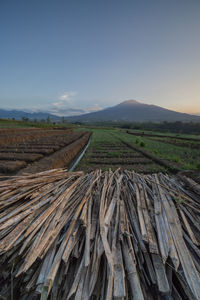 Scenic view of field against clear sky