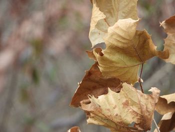 Close-up of wilted plant during autumn