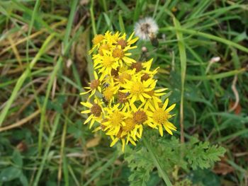 Close-up of yellow flower blooming in field