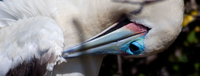 Close-up of white bird preening