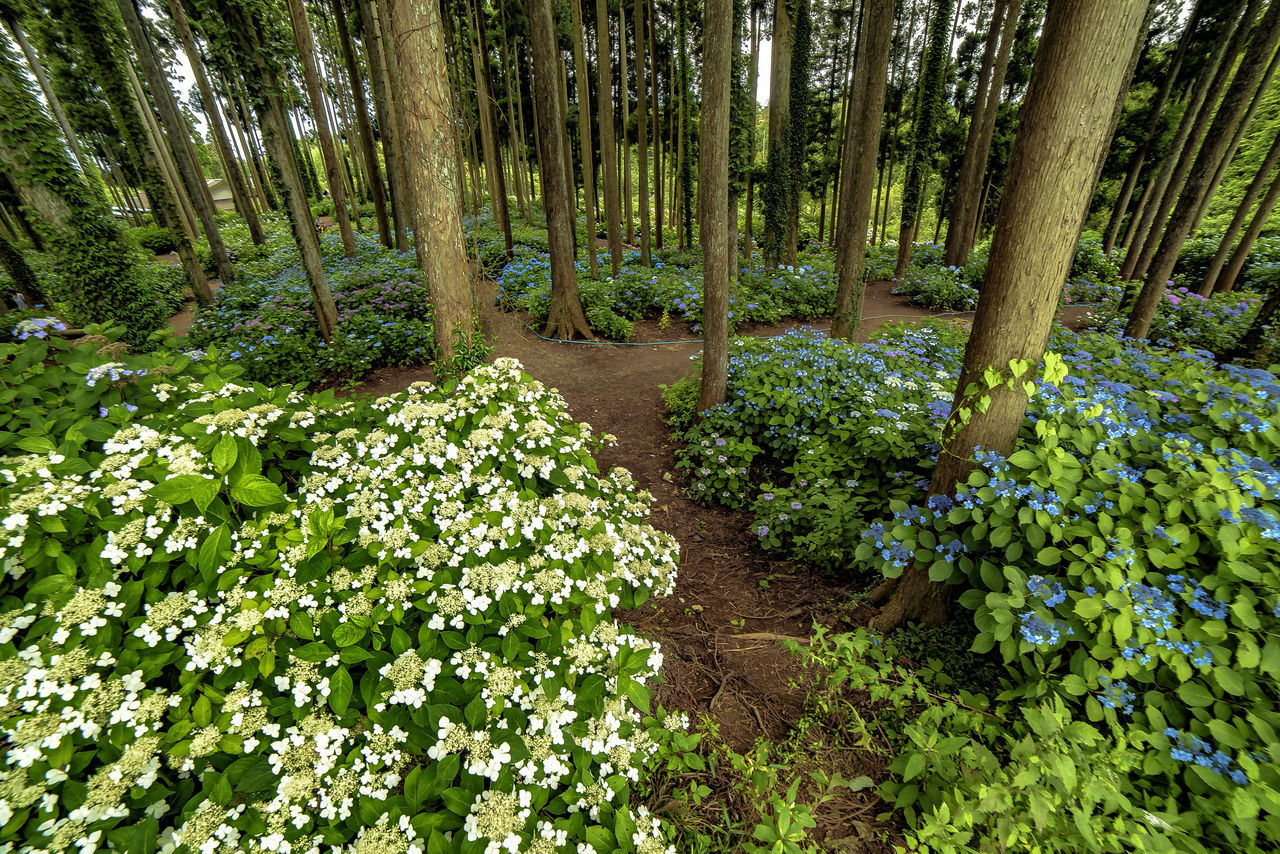 Flower bloom forest