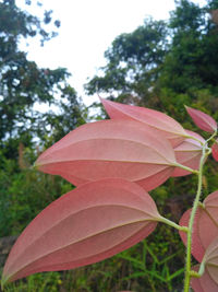 Close-up of red flower against trees