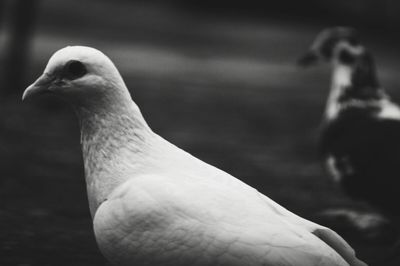 Close-up of bird