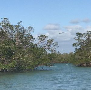 Scenic view of river by trees against sky