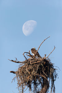 Waxing gibbous half moon over an osprey bird pandion haliaetus as it perches in a nest above a marsh