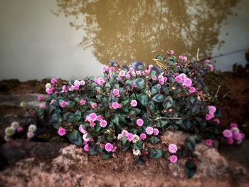 Pink flowers blooming in park