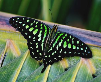 Close-up of butterfly on leaf