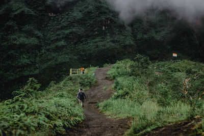 Rear view of man walking in forest