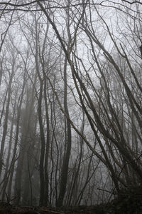 Bare trees in forest