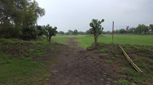 Scenic view of field against sky