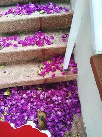 High angle view of pink flowering plants