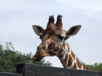 Close-up of giraffe