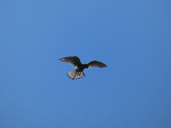 Low angle view of bird flying against blue sky