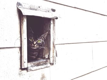 domestic cat