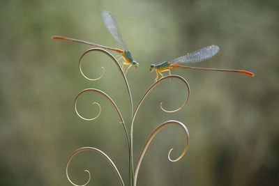 Dragonflies and unique leaves