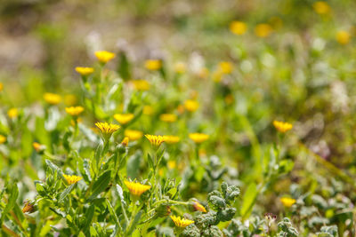 Close-up of yellow flowers on grass