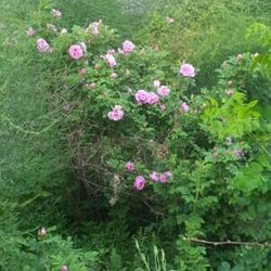 Close-up of pink flowers blooming in field