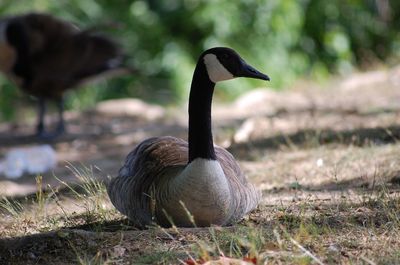 Canada goose relaxing on field