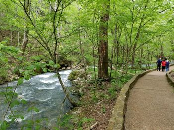 People walking on footpath in forest