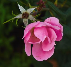 Close-up of pink rose