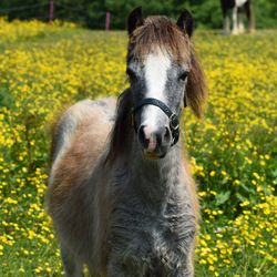 Close-up of horse on field