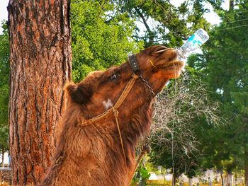 Close-up of camel drinking with a bottle