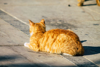 Cat lying on footpath