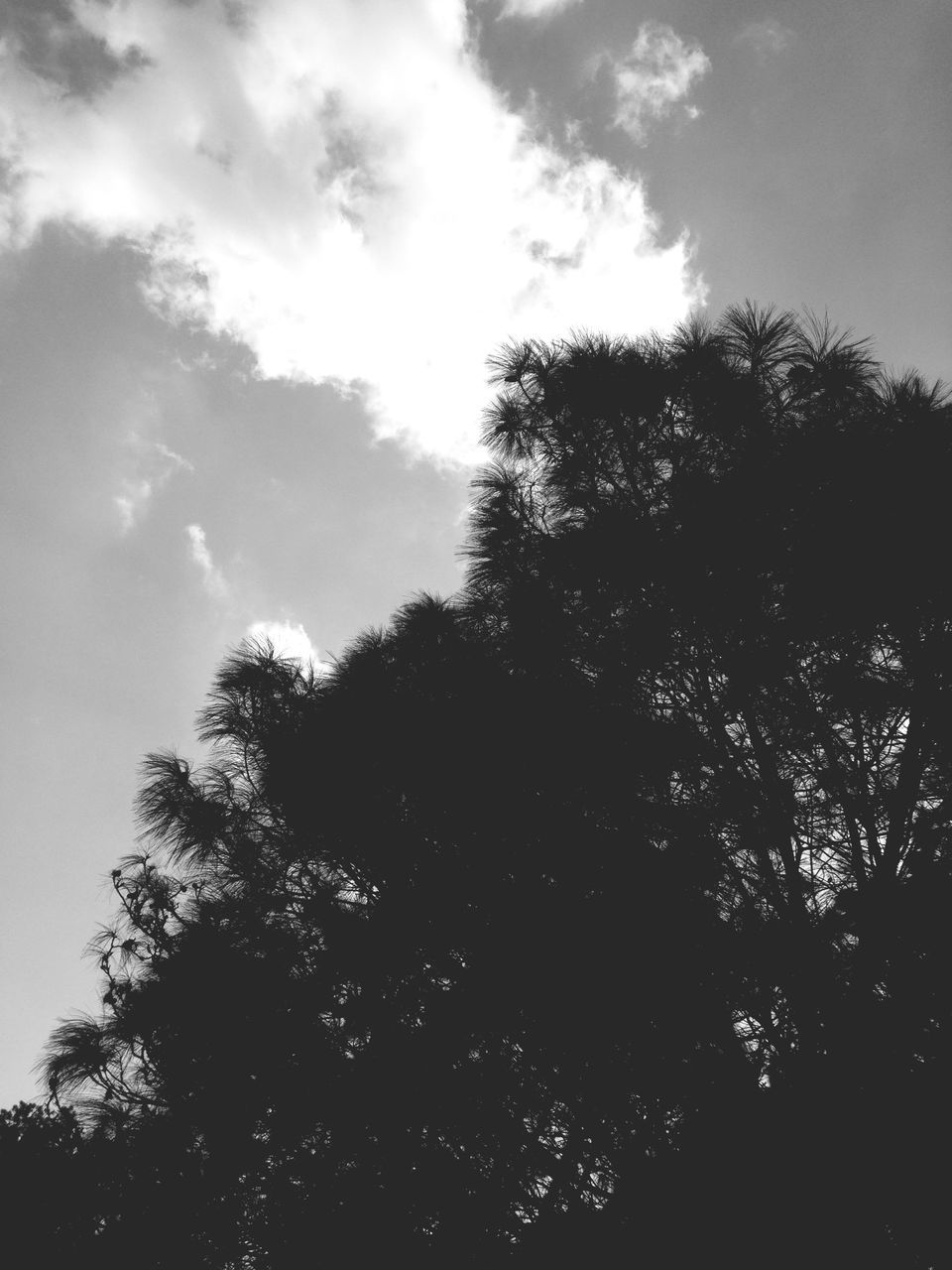 tree, sky, low angle view, silhouette, cloud - sky, tranquility, growth, nature, beauty in nature, tranquil scene, branch, scenics, cloud, cloudy, outdoors, no people, day, forest, idyllic, high section