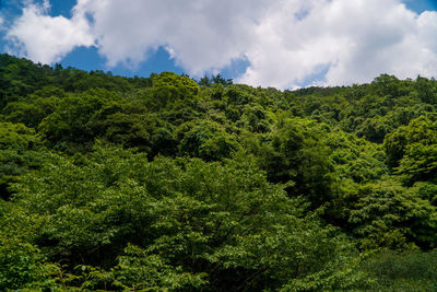 Scenic view of forest against sky