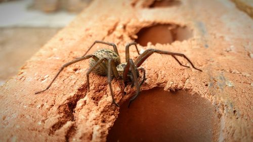 Close-up of spider on rock