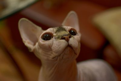 Portrait of owl at home