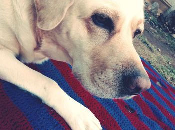Close-up of dog