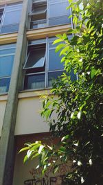 Low angle view of tree against building