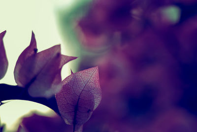 Close-up of purple flowering plant during autumn