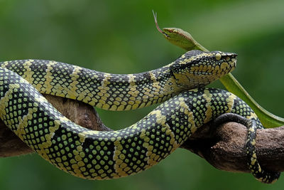 Close-up of a snake