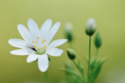 Close-up of insect on white flowering plant