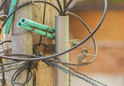 Close-up of bird perching on cable