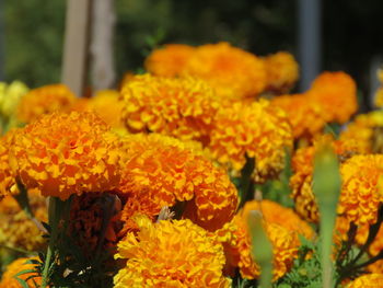 Close-up of marigold flowers