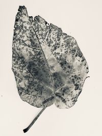 Close-up of dried leaf against white background