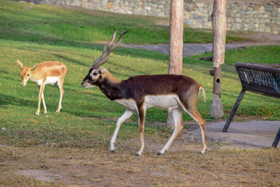 Side view of deer standing on grass