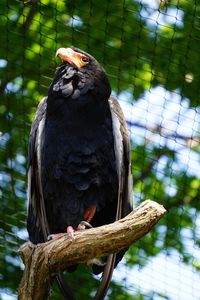 Bird perching on a branch