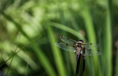 Close-up of dragonfly on grass