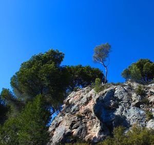 Low angle view of trees against clear blue sky