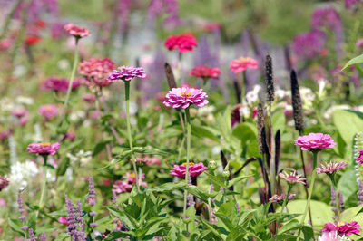 Close-up of pink flowering plants