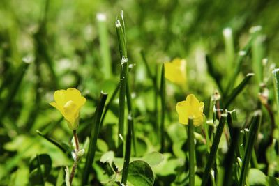 Close-up of yellow flowering plants on field