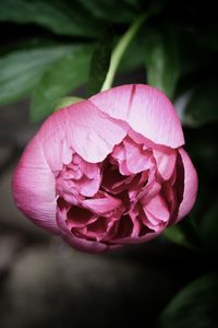 Close-up of pink rose flower