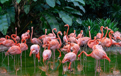 Flock of birds in lake