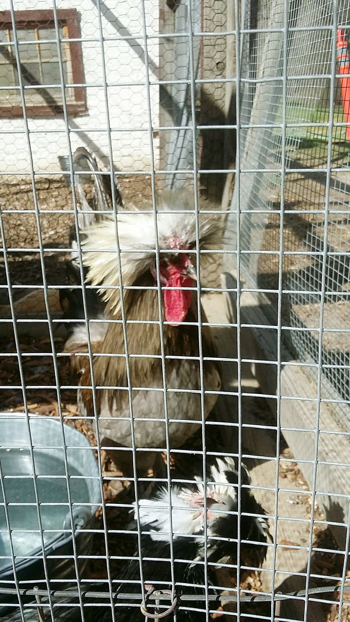 animal themes, domestic animals, pets, mammal, one animal, cage, metal, no people, livestock, bird, day, built structure, architecture, close-up, outdoors, nature, rooster